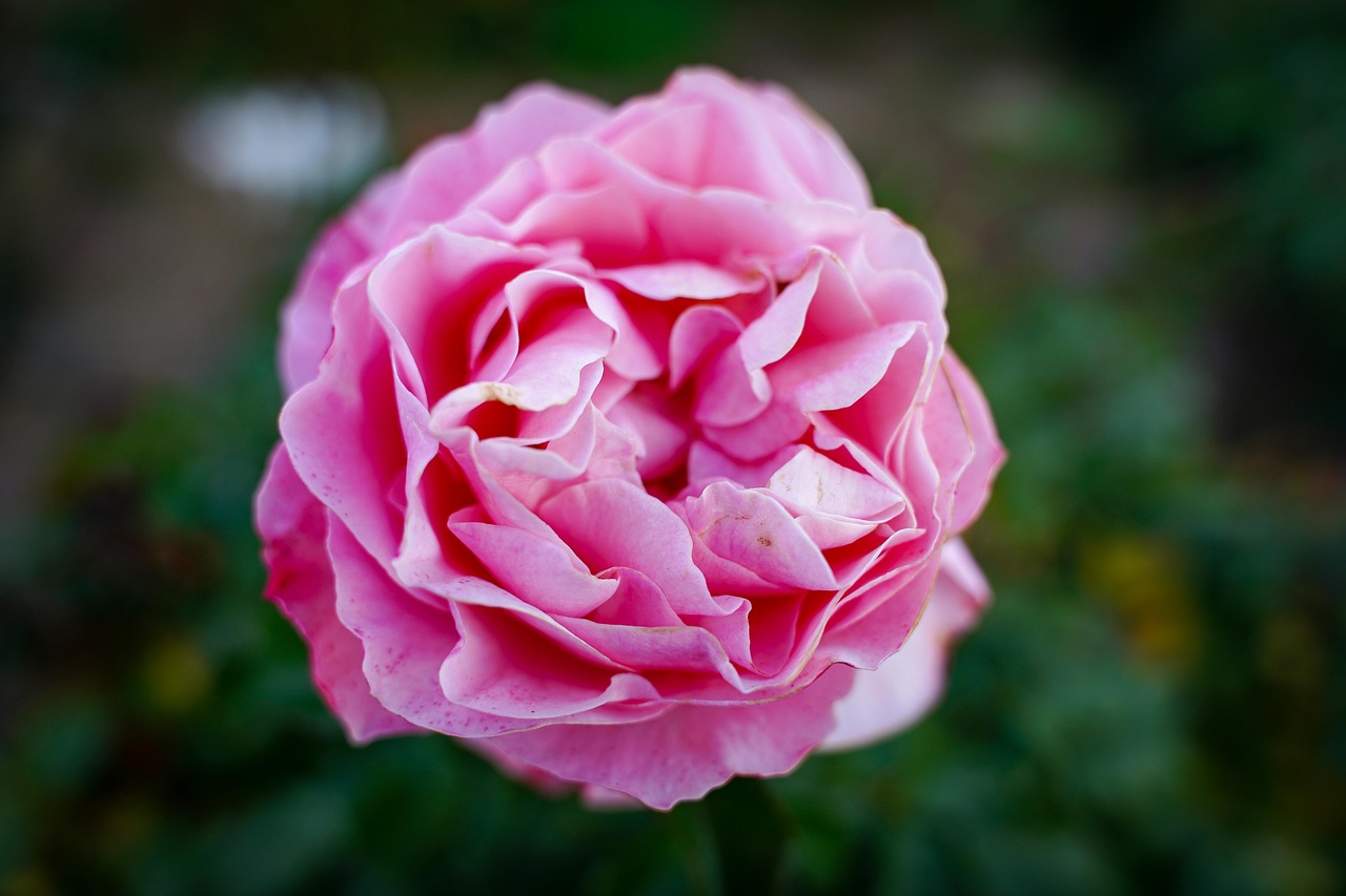 rose  rose bloom  close up free photo