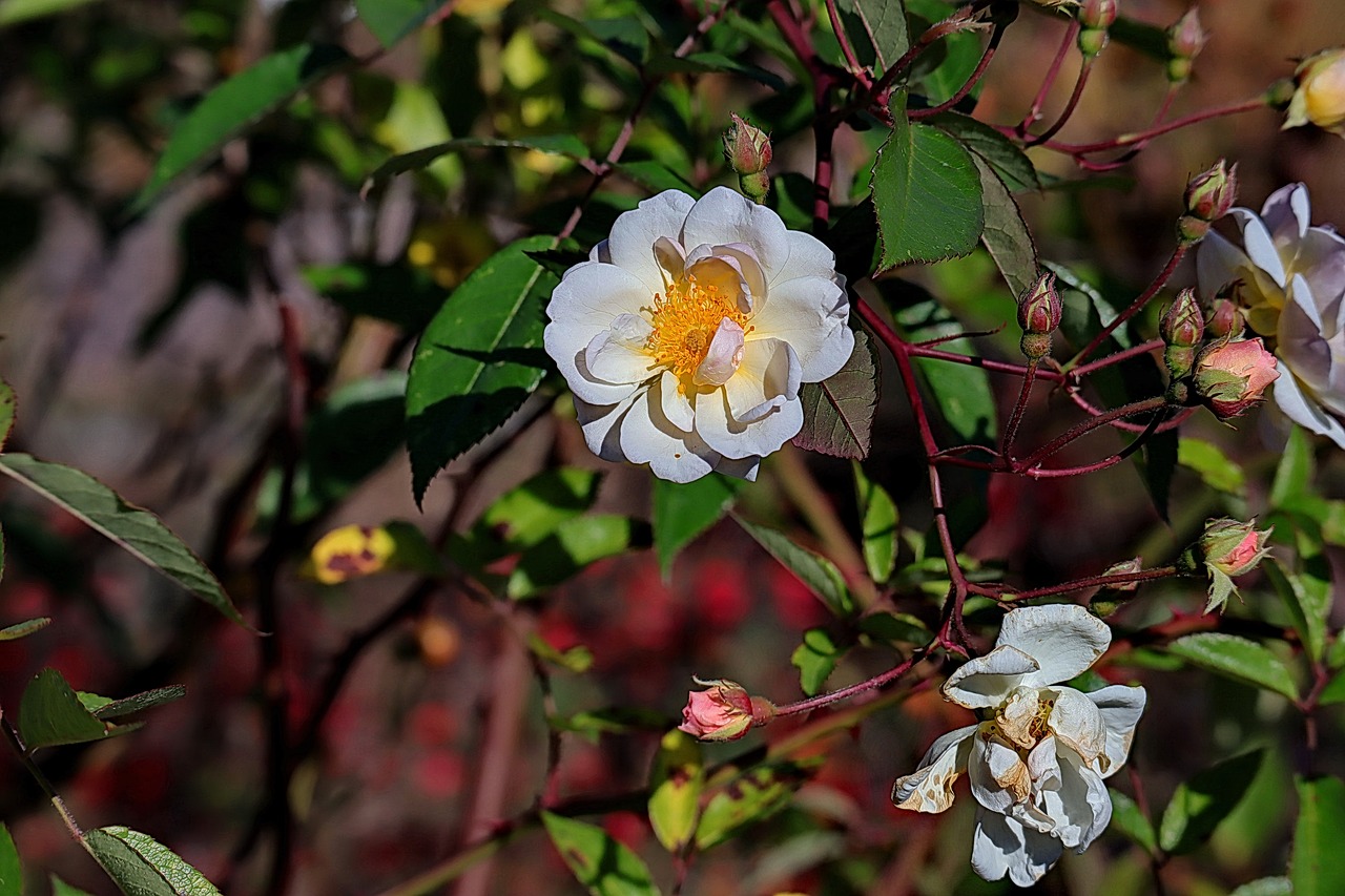 rose  blossom  bloom free photo