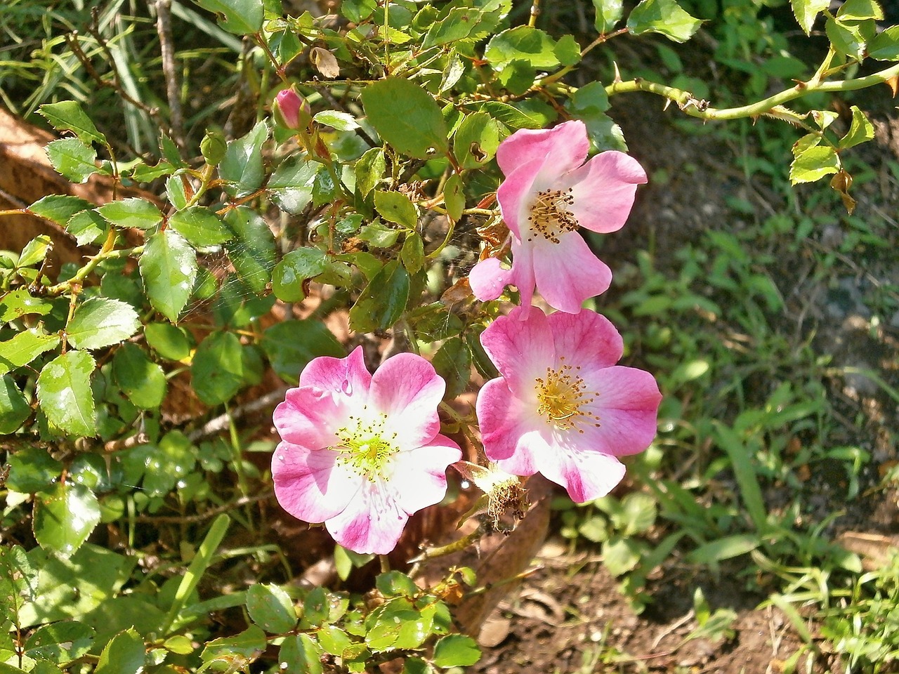 rose miniature roses pink flower free photo