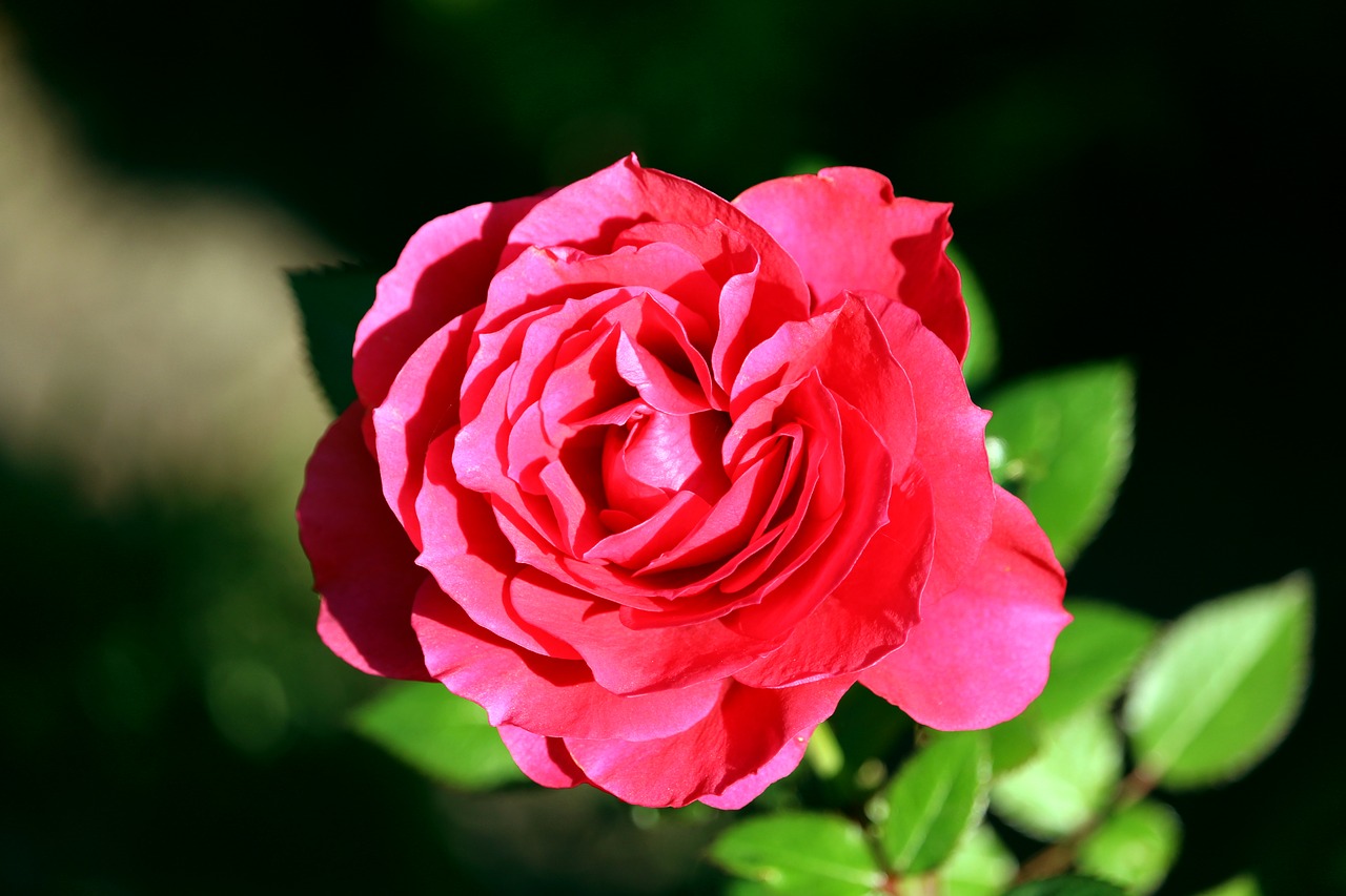 rose  red  blossom free photo