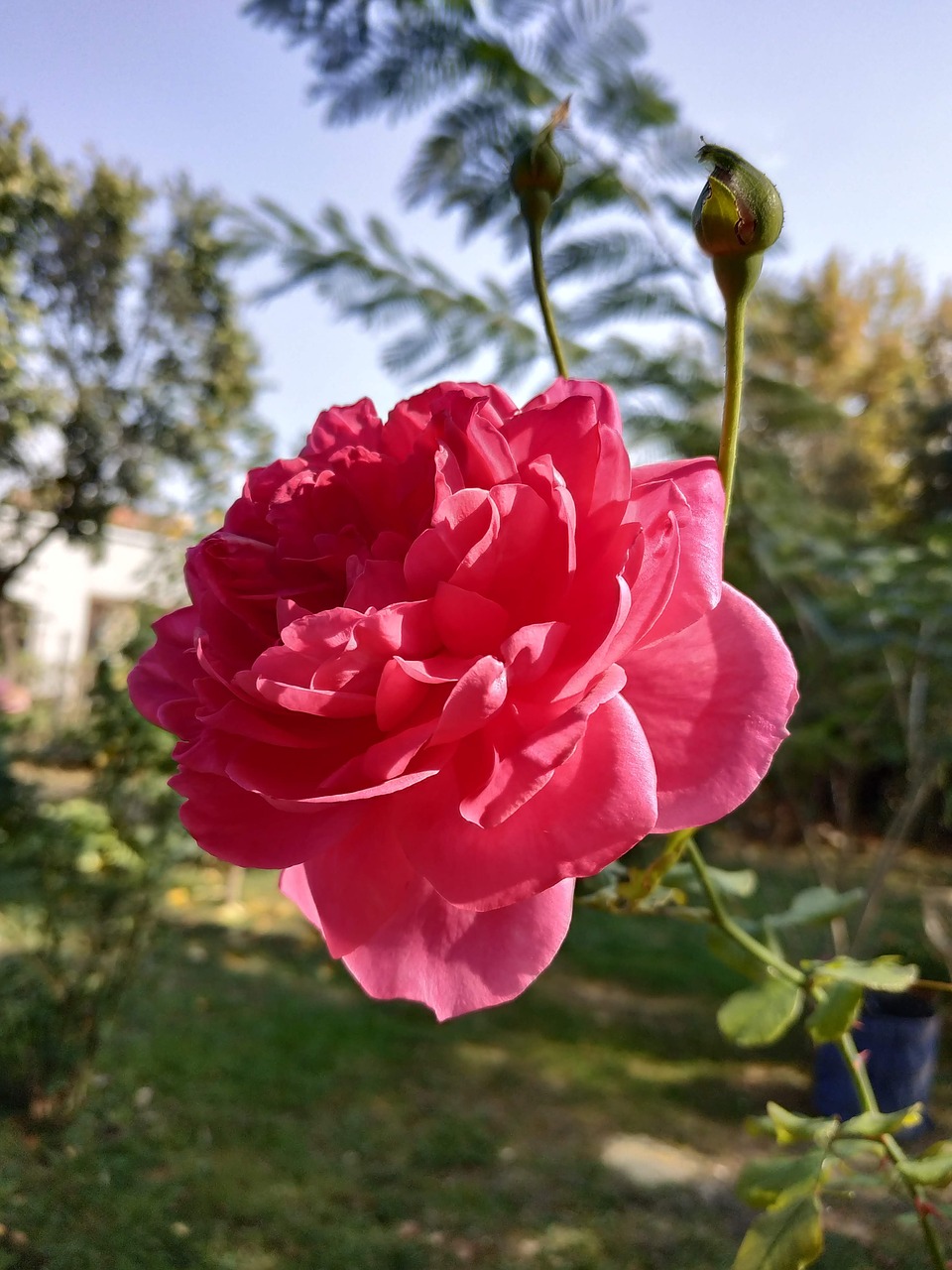 rose  flower  garden free photo