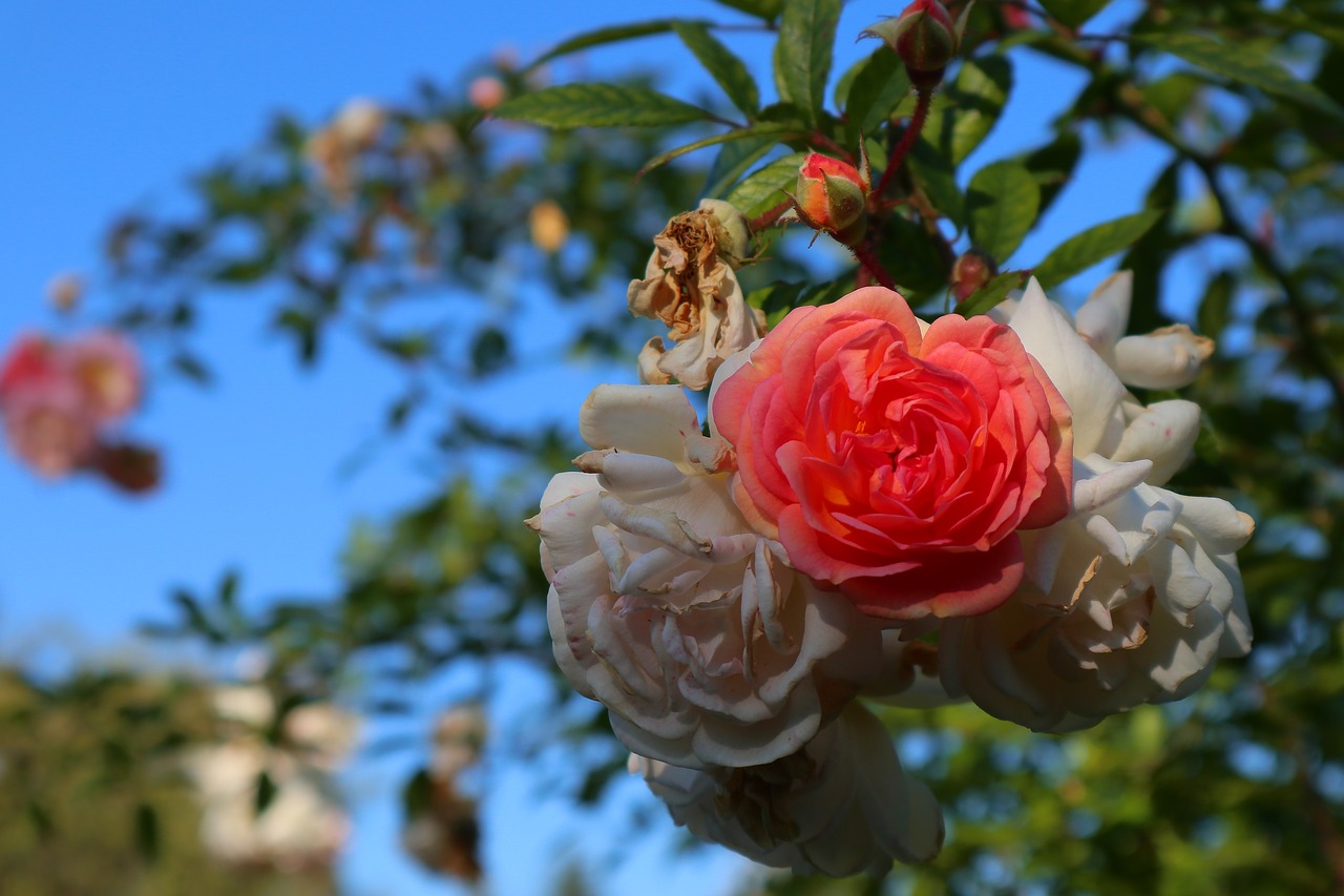 rose  blossom  bloom free photo