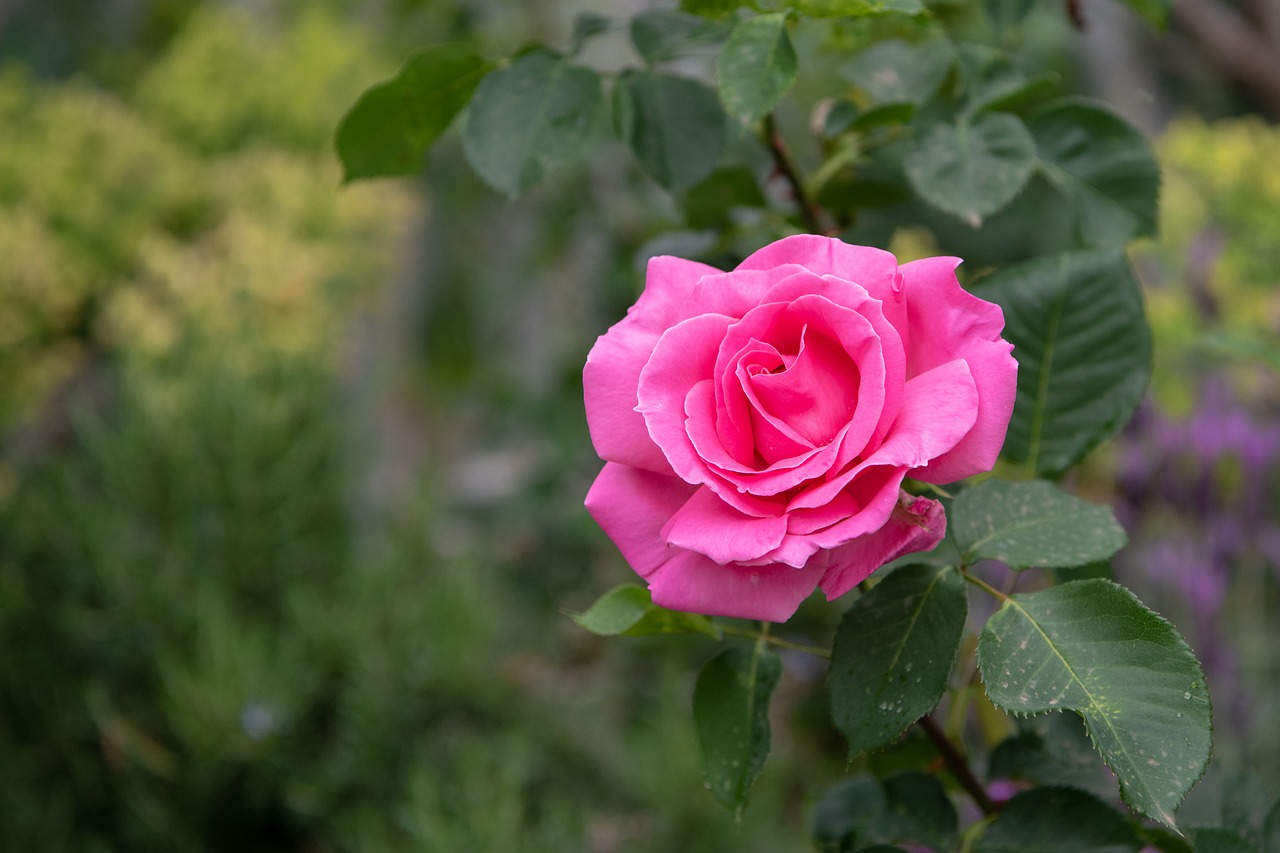 rose  flower  bloom free photo