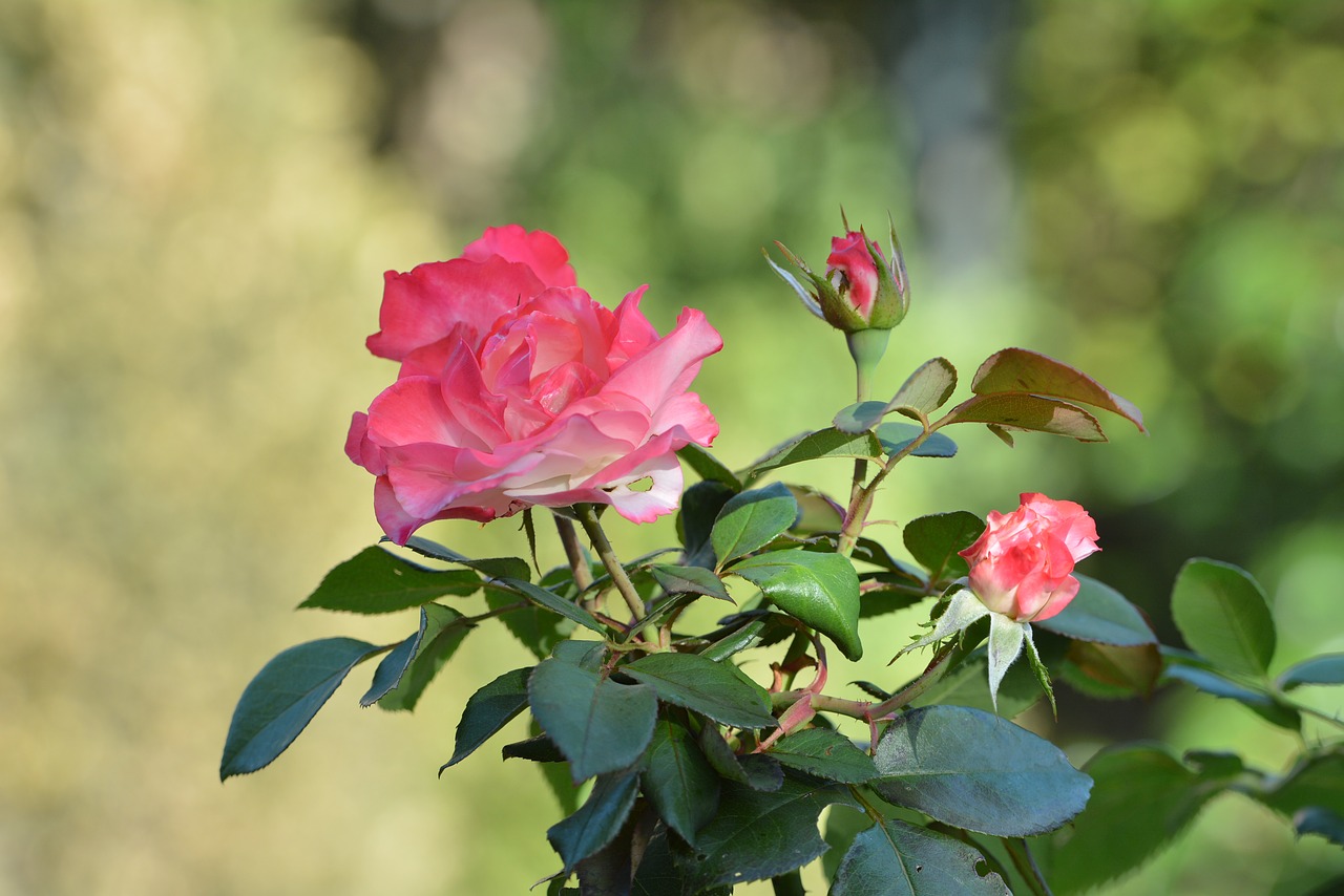 rose  flower  autumn free photo