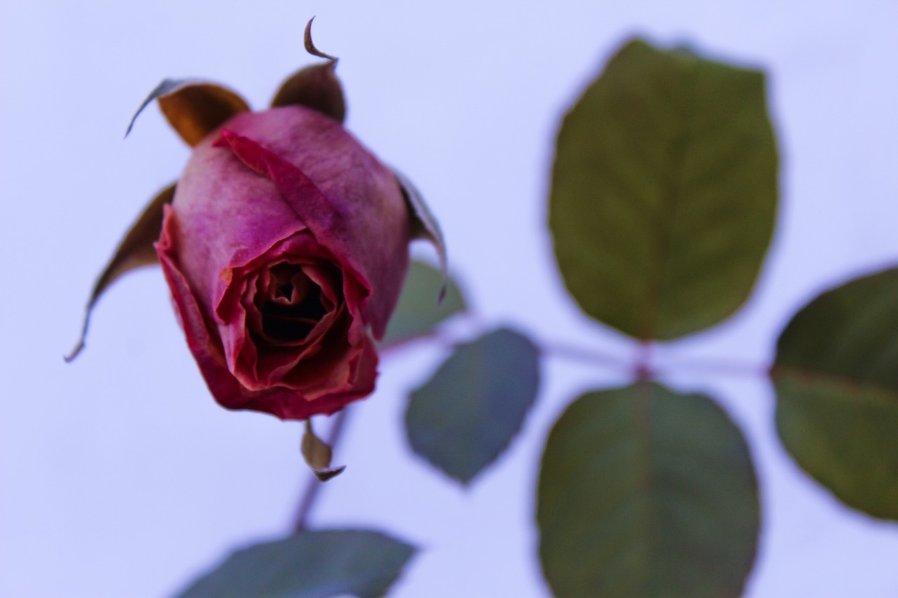 rose  rose bush  rose petals free photo