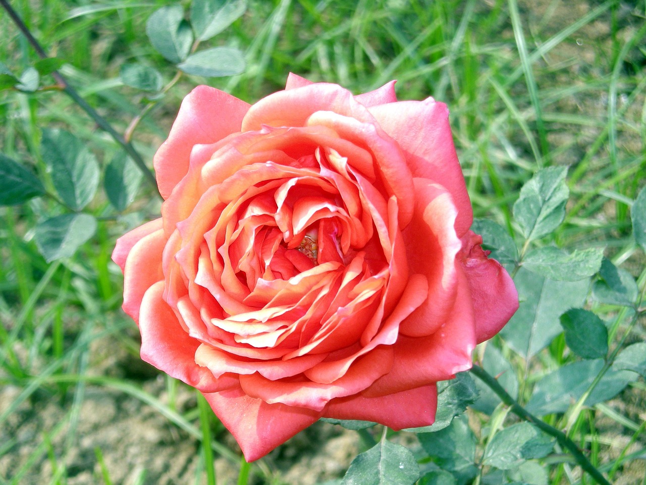 rose flower nature free photo