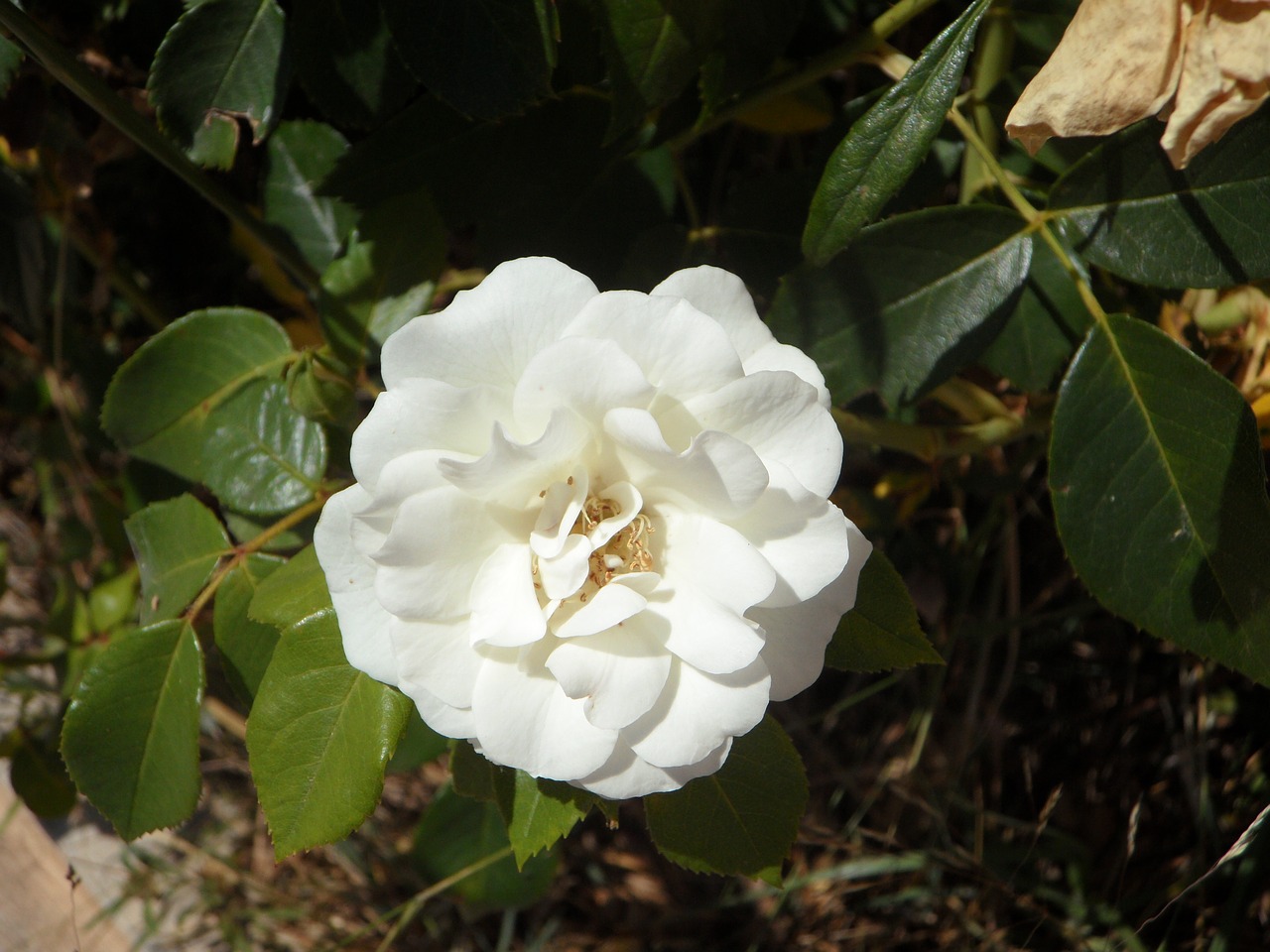 rose white blossom free photo