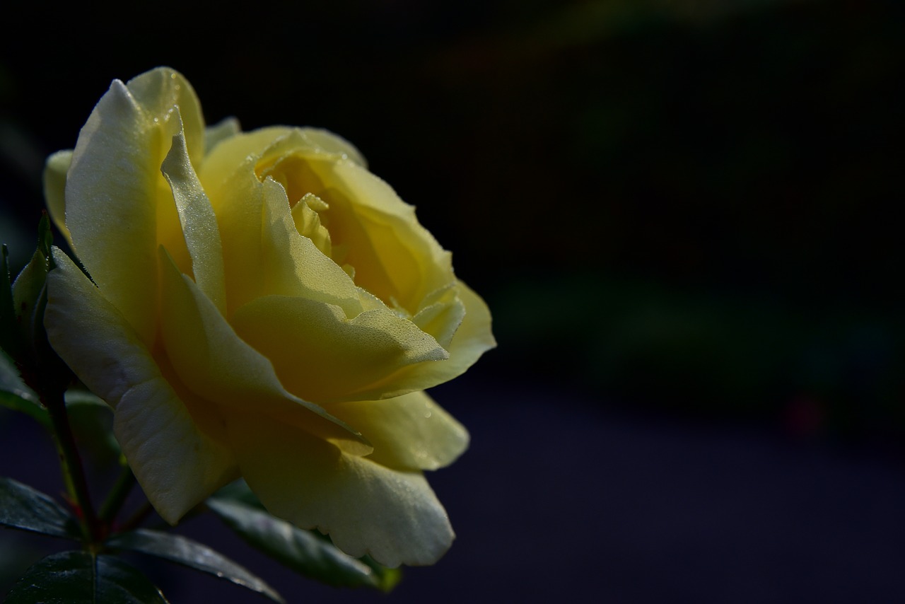 rose  yellow  blossom free photo