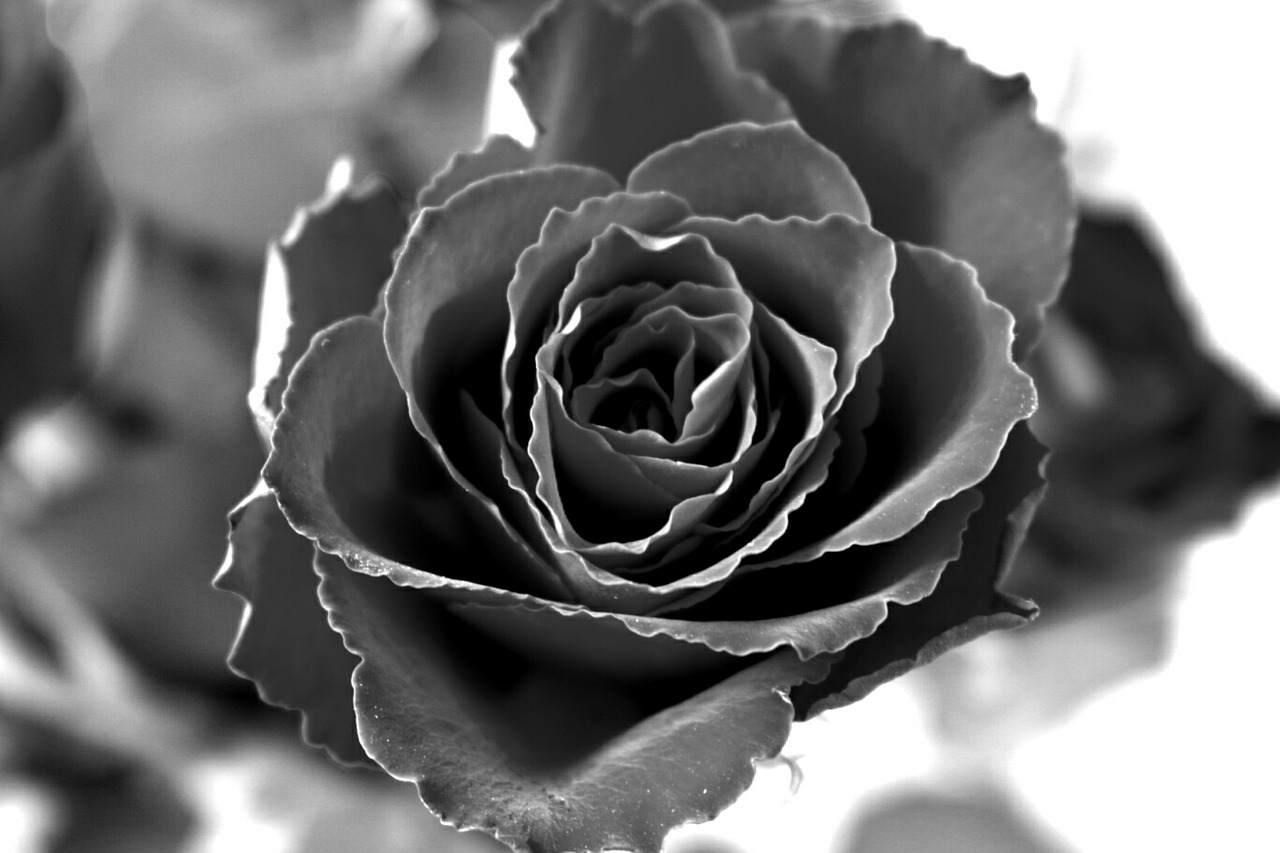 rose  blackrose  blackandwhite free photo