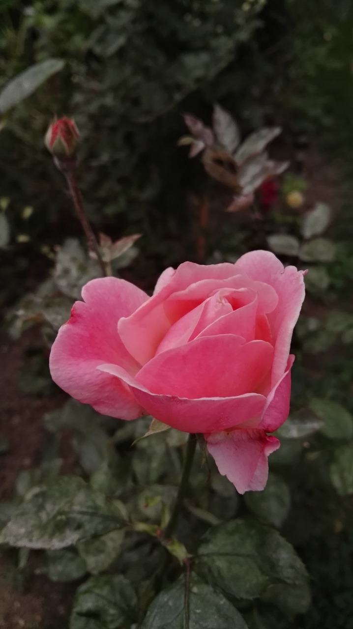 rose  pink  flower free photo