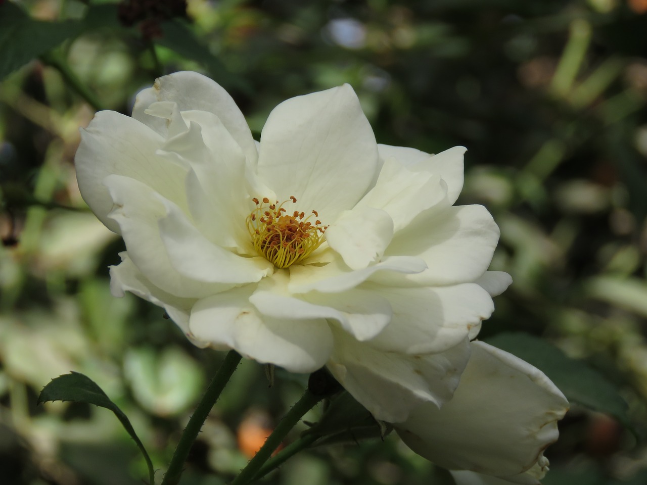 rose  white  flower free photo