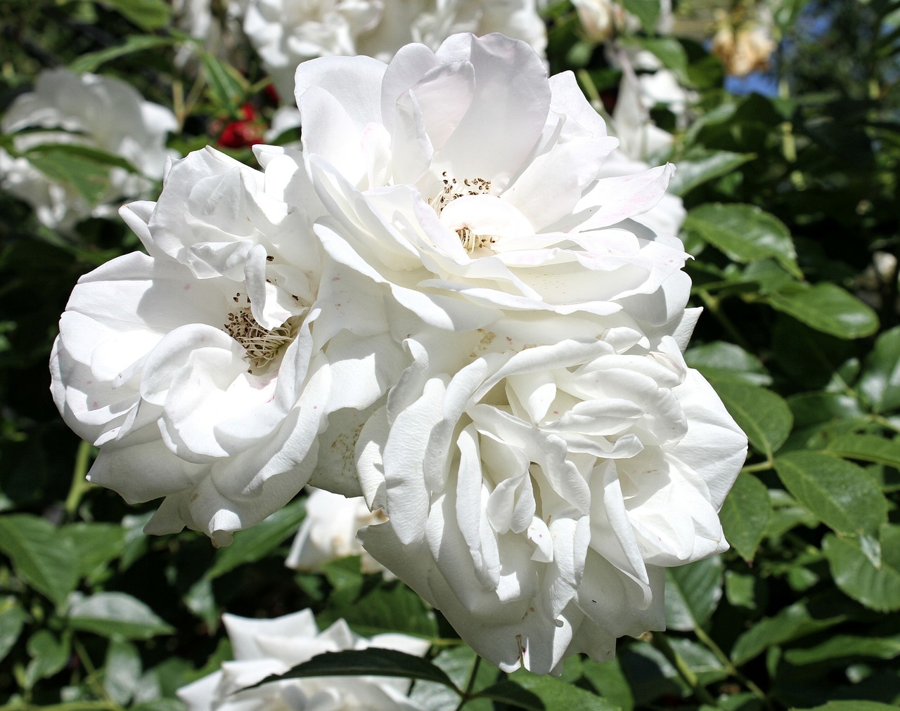 rose white flower free photo