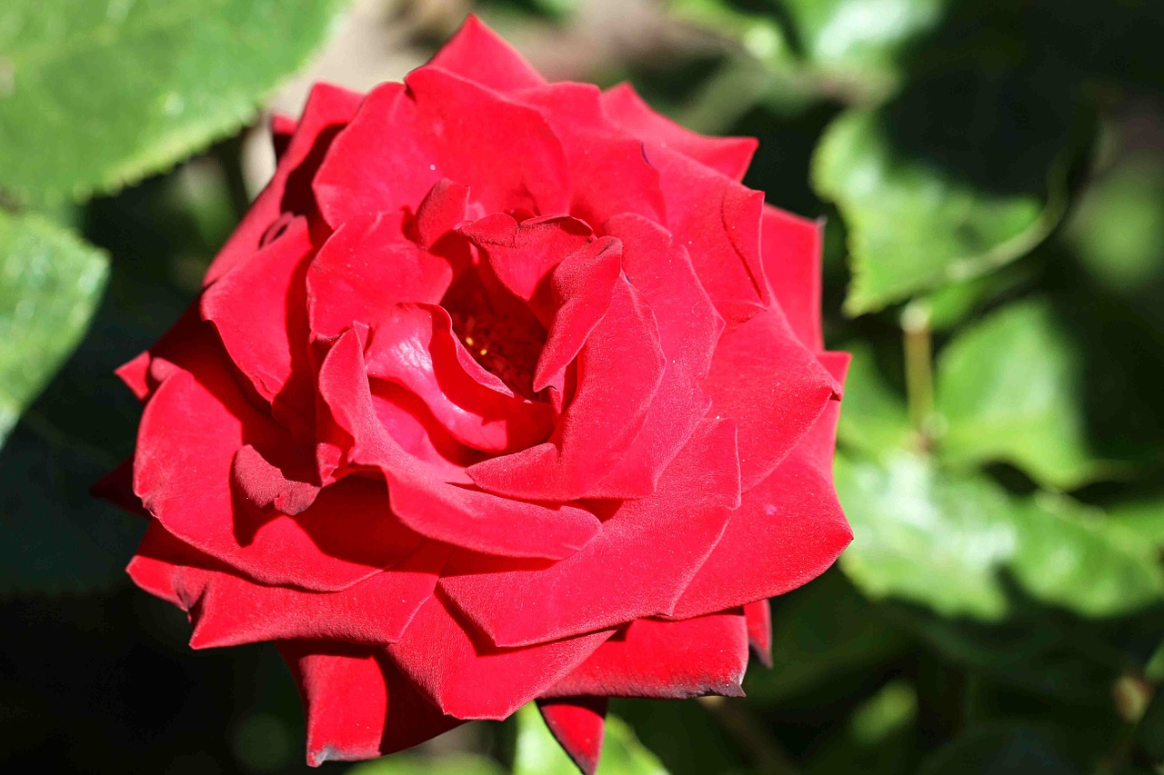 rose red flower free photo