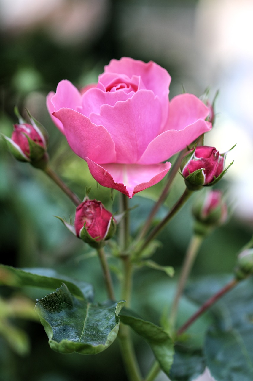 rose pink blossom free photo