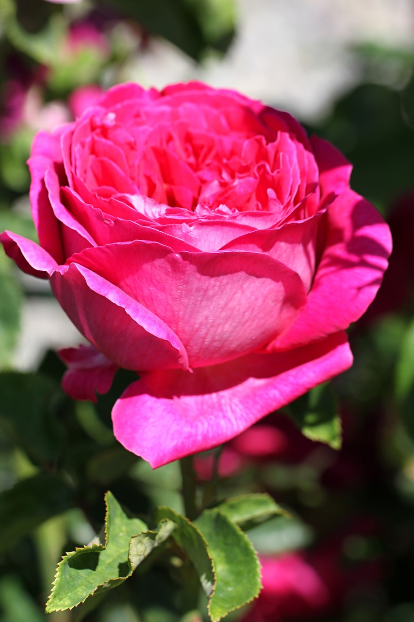 rose flower blossom free photo