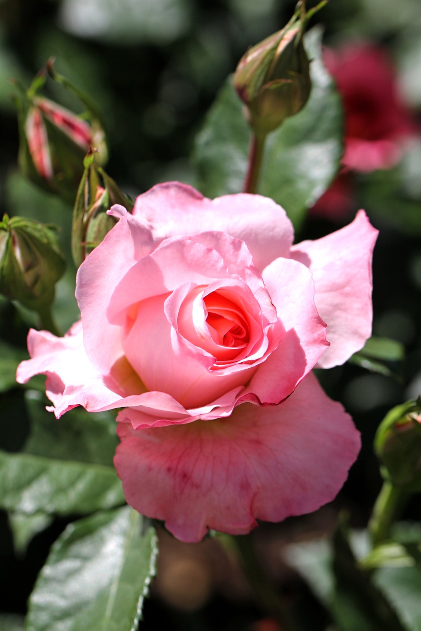 rose flower blossom free photo