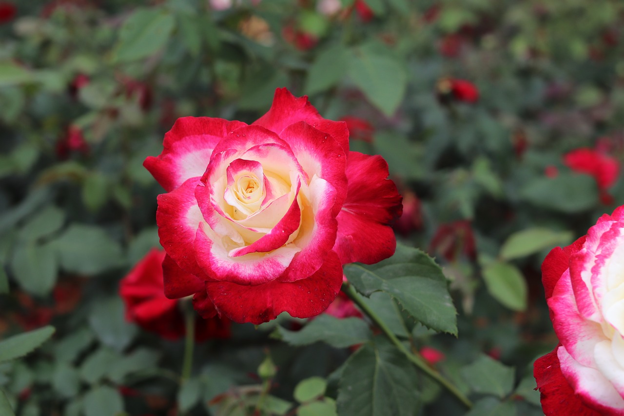 rose  flowers  a flower garden free photo