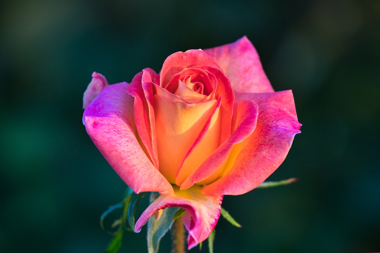 rose  romantic  love free photo