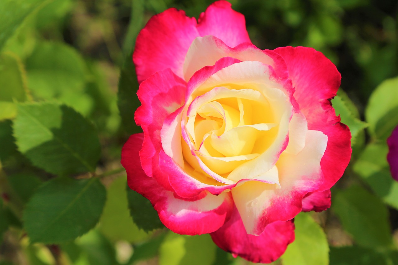 rose  flower  plant free photo