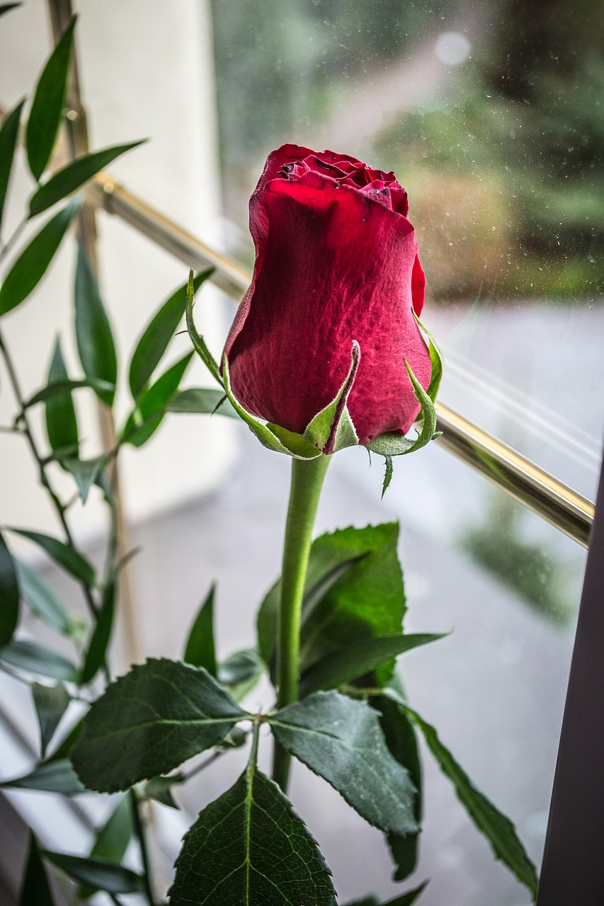 rose  bud  flower free photo