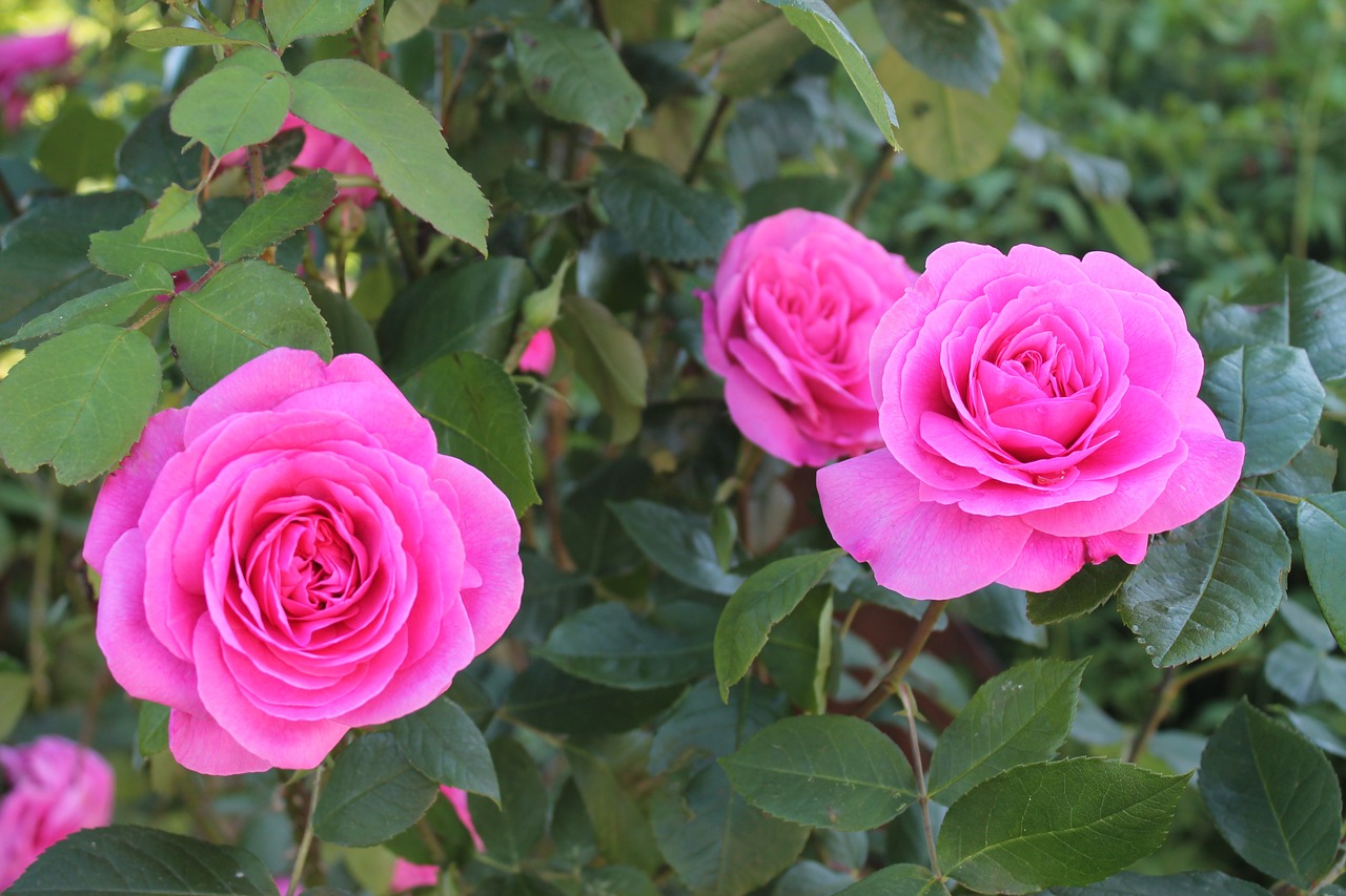 rose  flowers  beautiful free photo