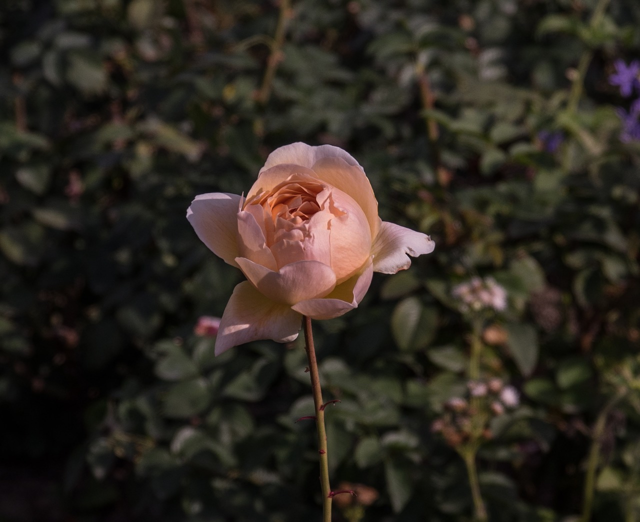 rose  pink  flower free photo