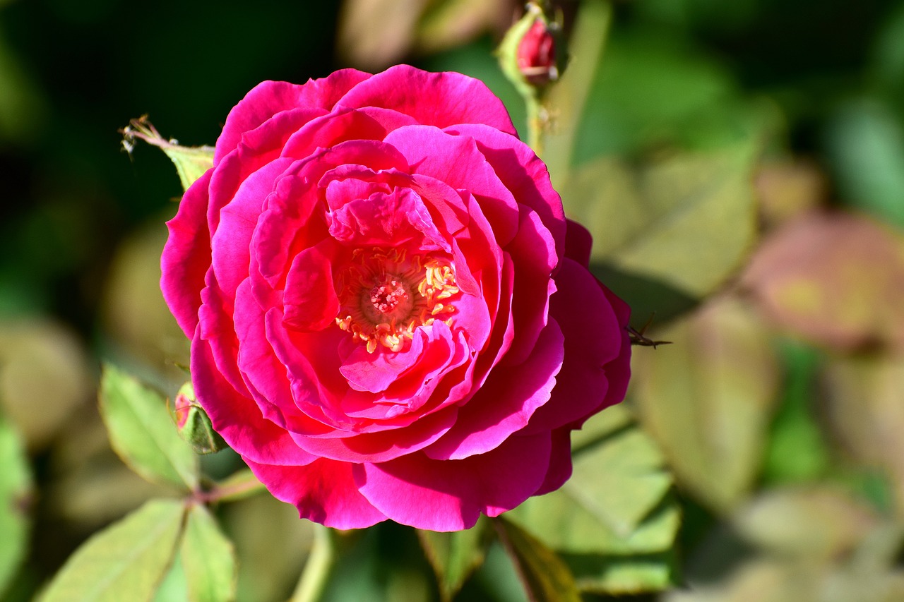 rose  flower  bloom free photo