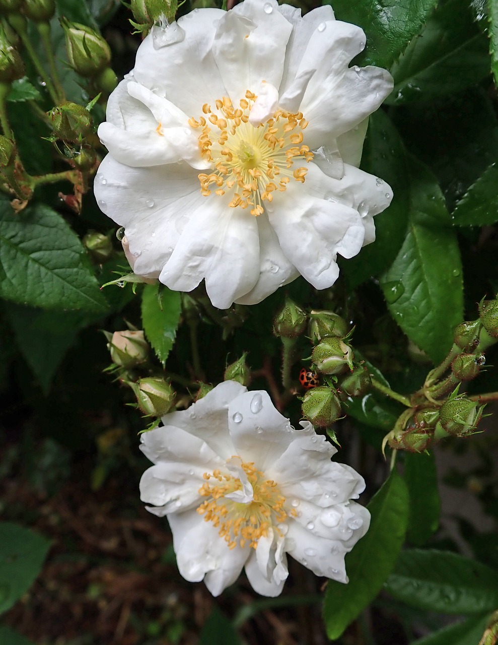 rose  flower  white free photo