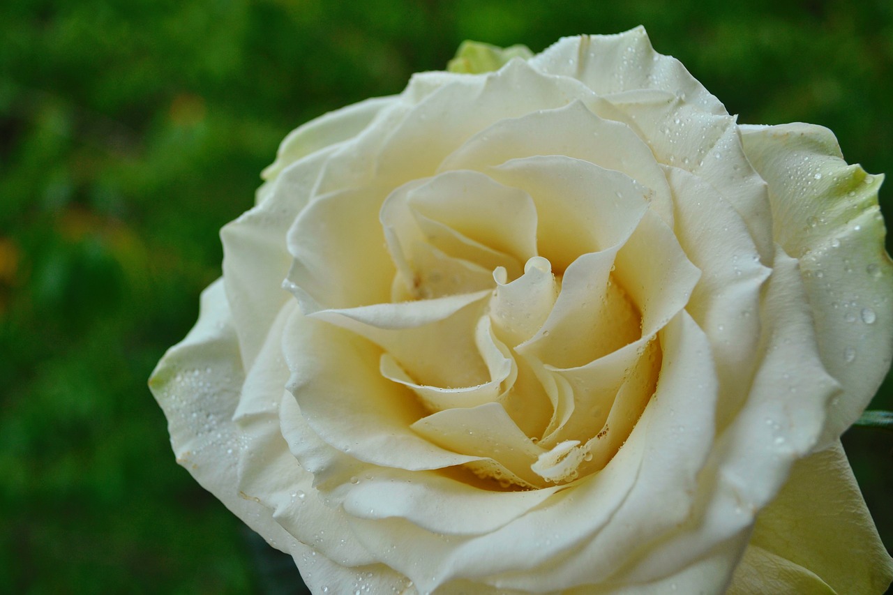 rose  white rose  flower free photo