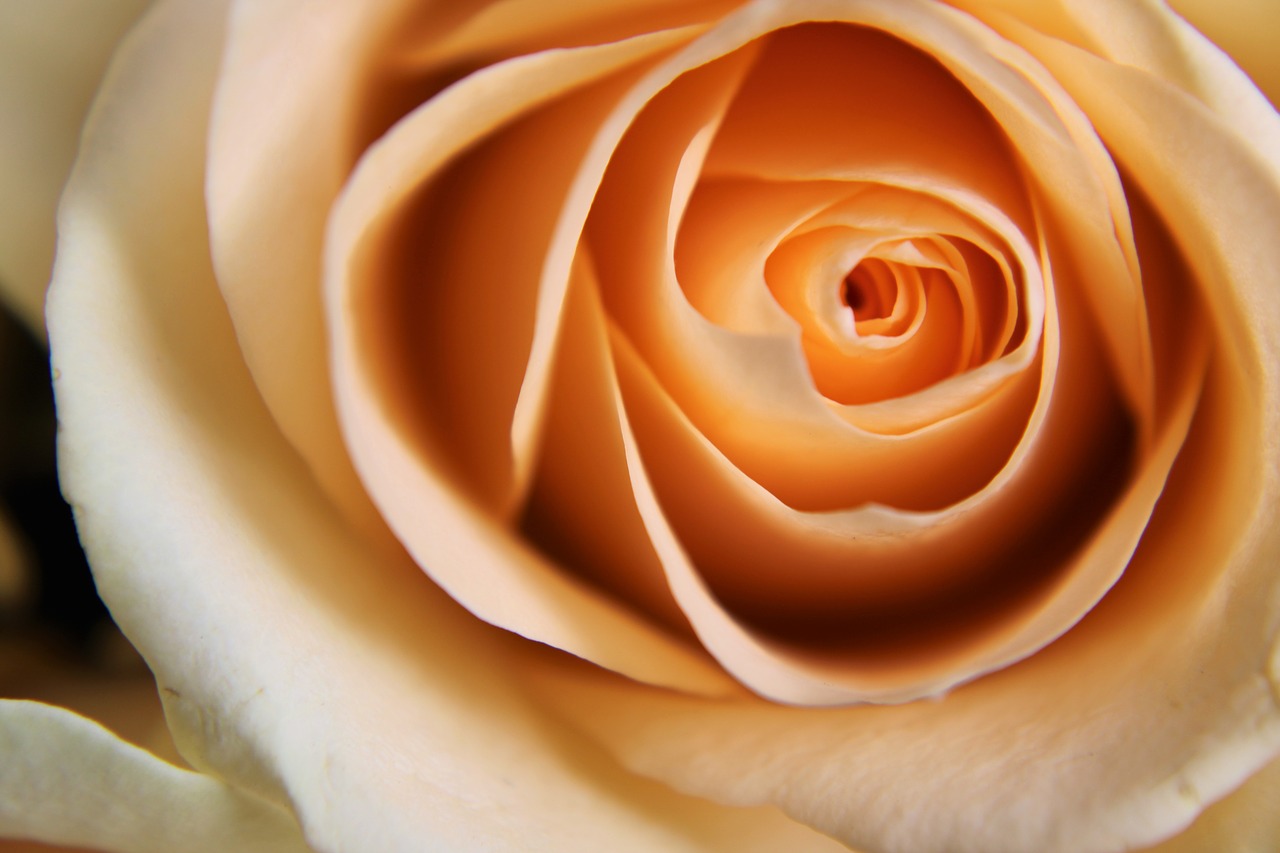 rose  pale  orange free photo