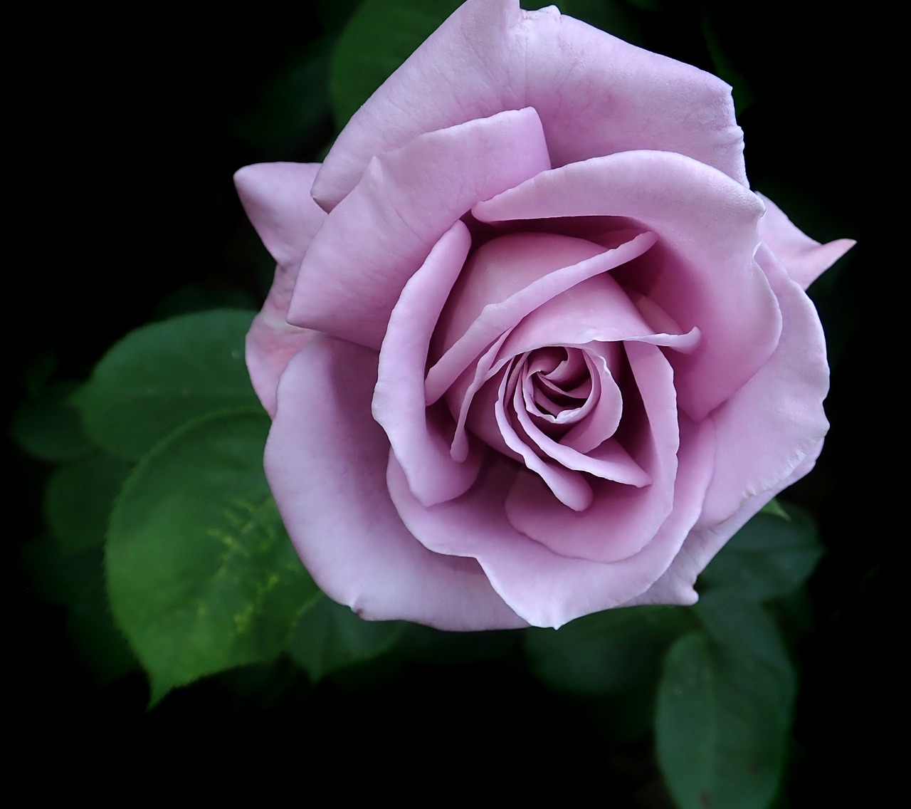 rose  flower  perfume free photo