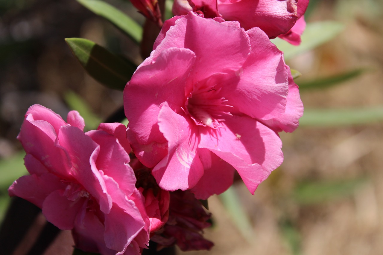 rose  pink  bloom free photo