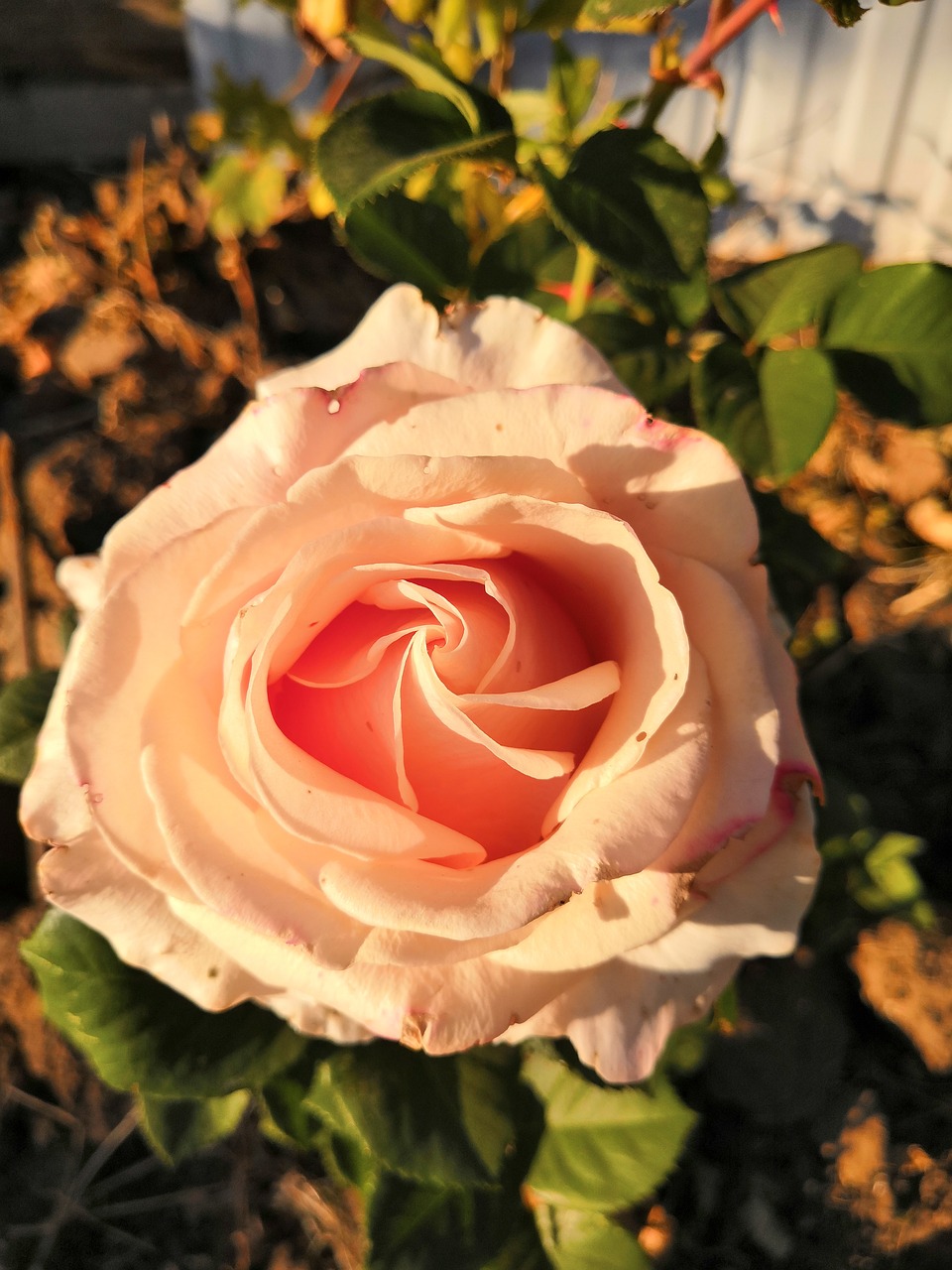 rose  cream  flower free photo