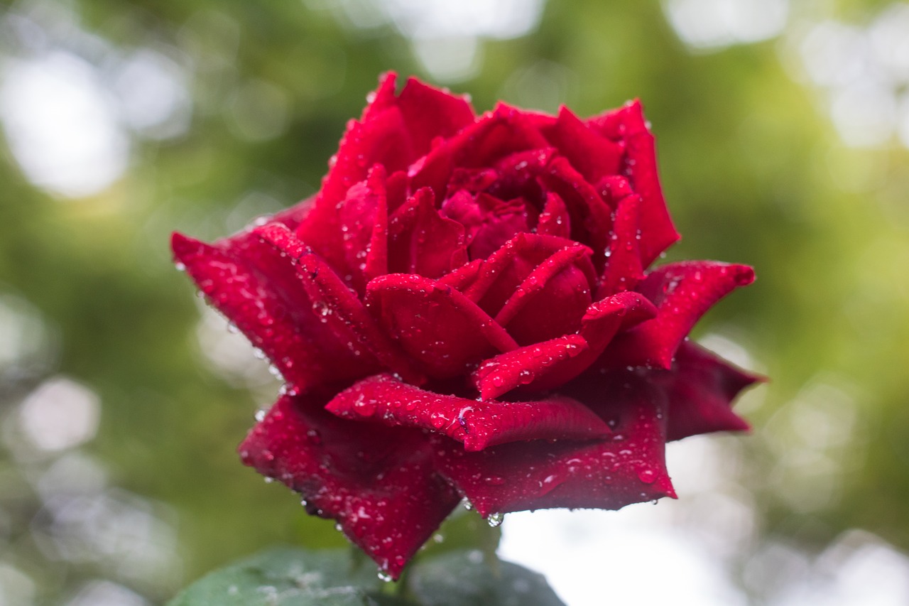 rose  red  blossom free photo