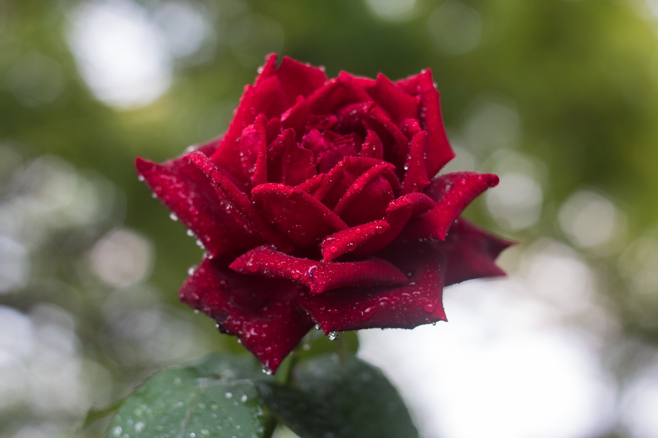 rose  red  blossom free photo