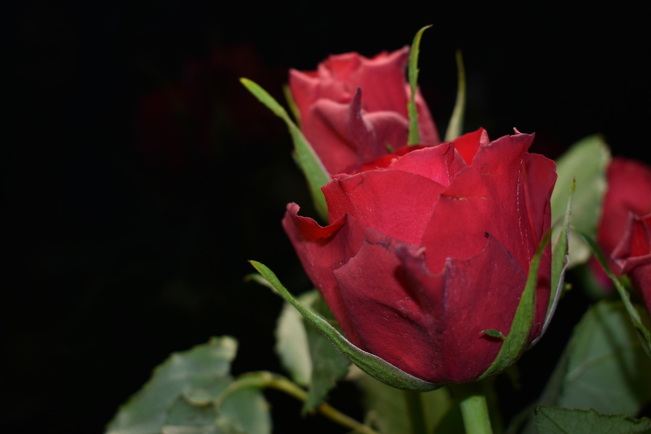 rose  flowers  bouquet free photo