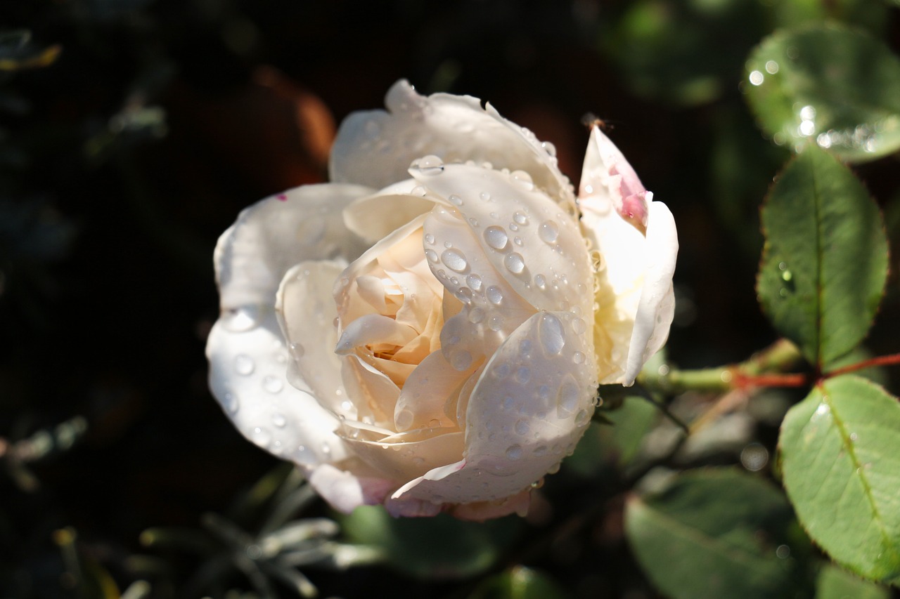 rose  dewdrop  nature free photo