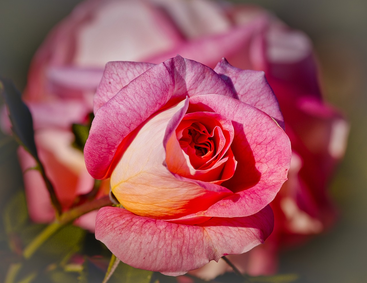 rose  pink  noble free photo