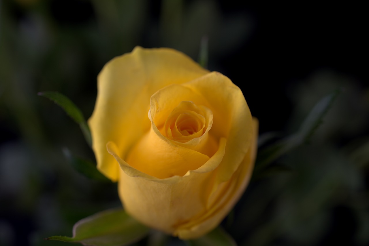 rose  love  yellow free photo