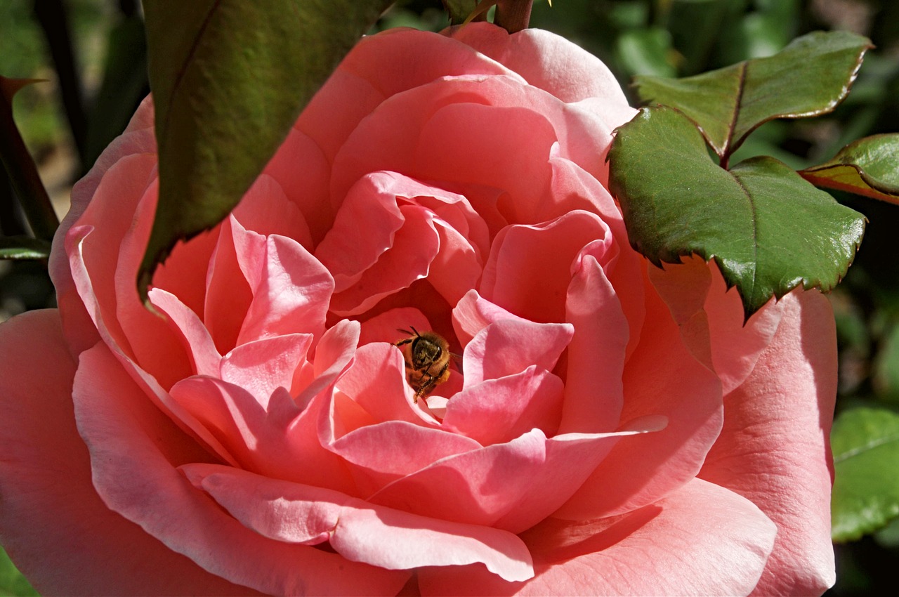 rose  flower  bee free photo