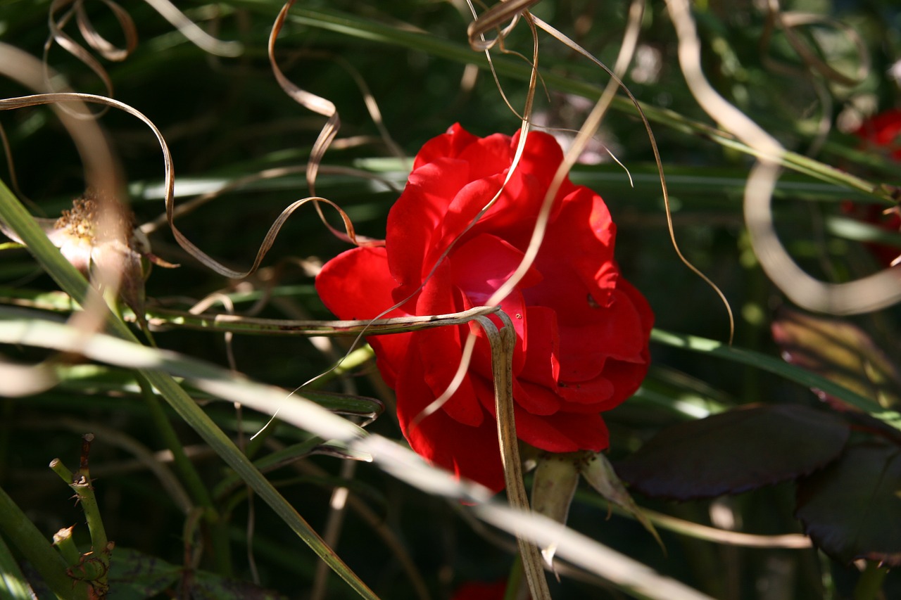 rose  red  blossom free photo