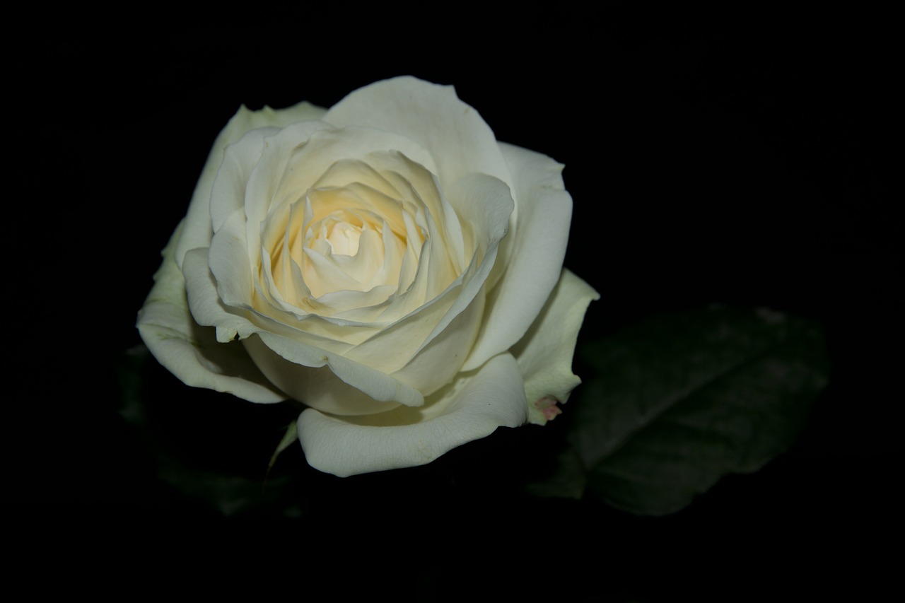 rose  flowers  white free photo