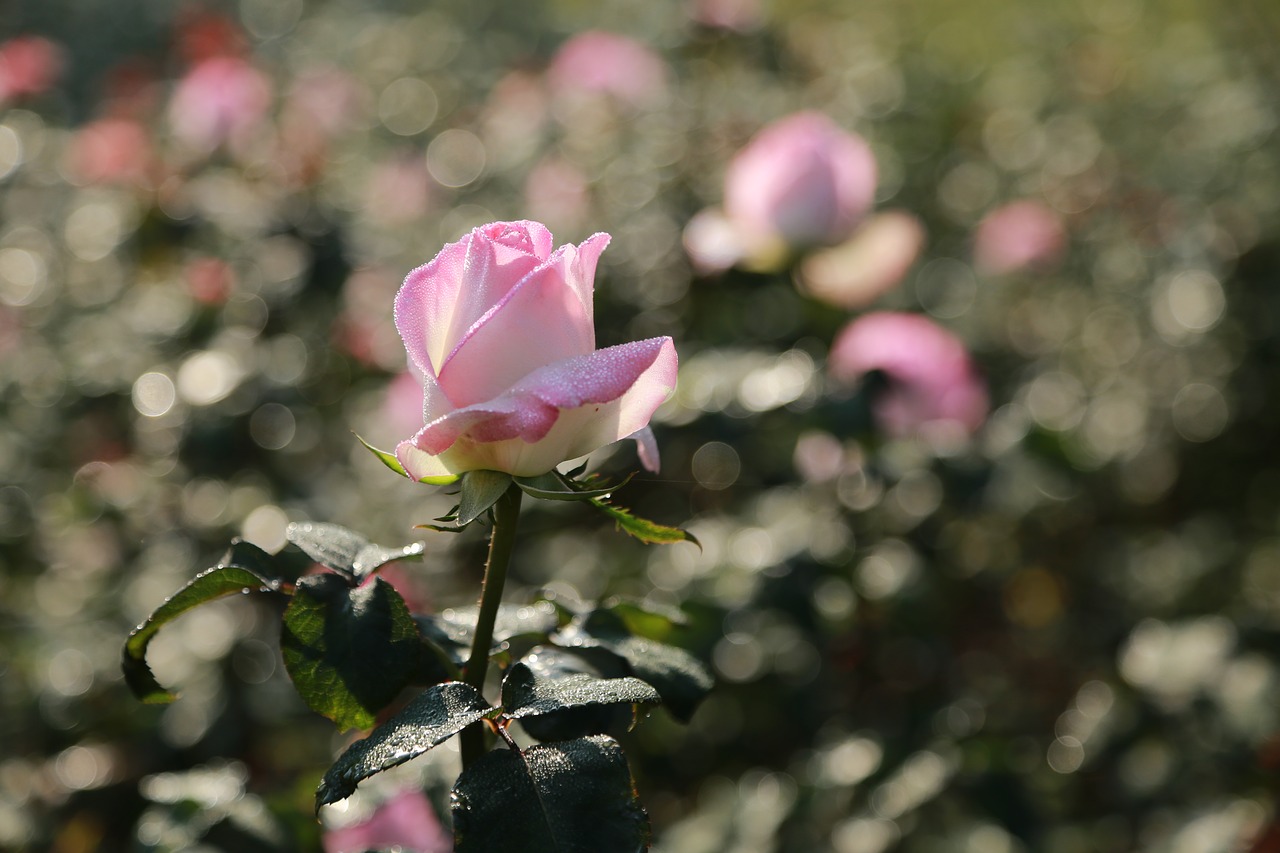 rose  flowers  romantic free photo