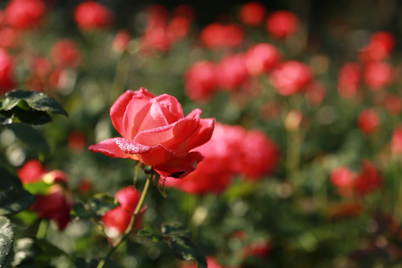 rose  flowers  romantic free photo