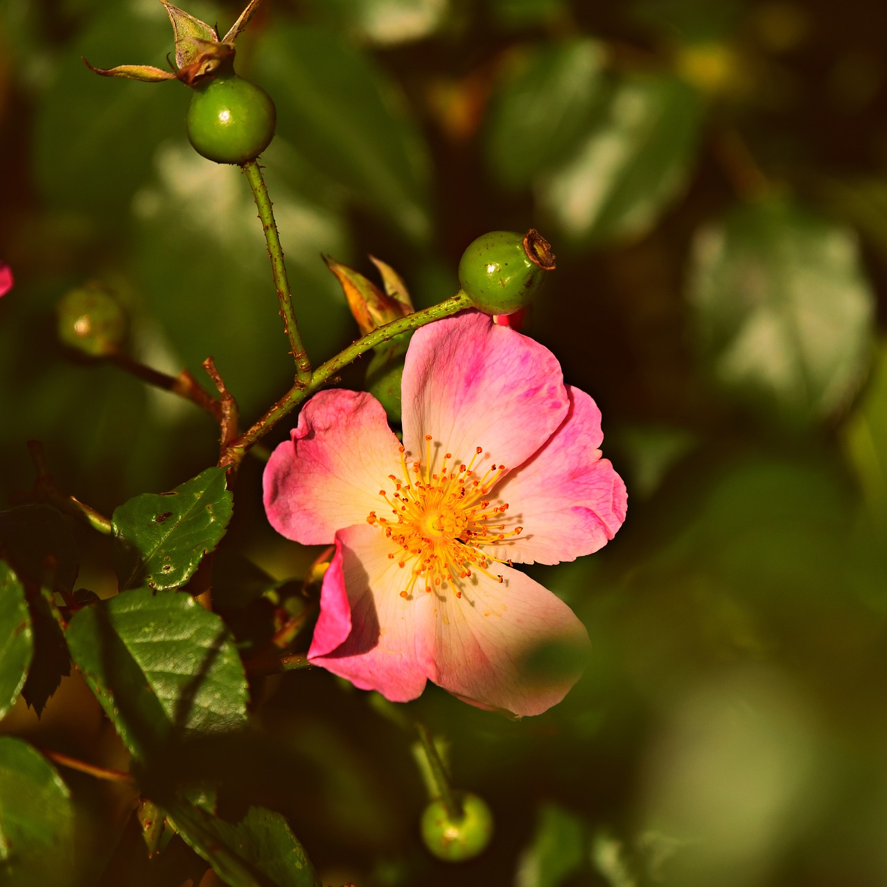 rose  flower  bloom free photo