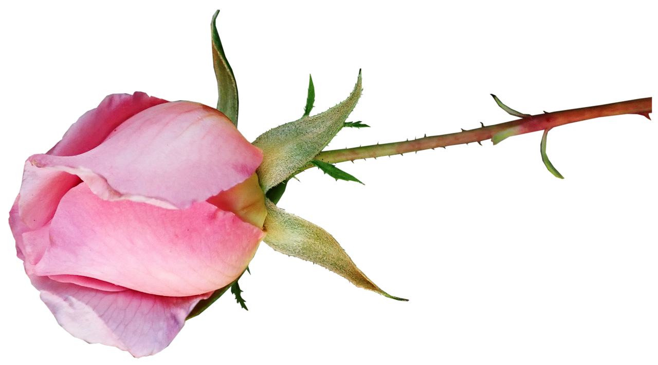 rose  bud  pink free photo
