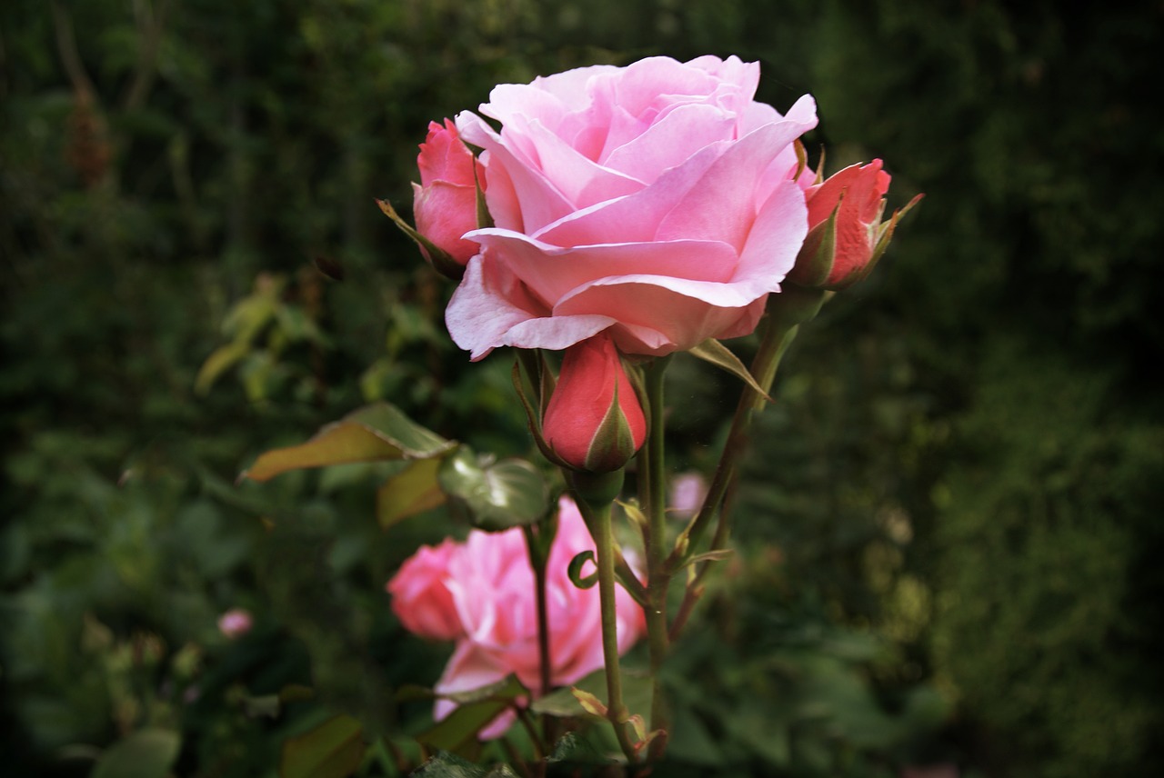 rose  garden  denmark free photo