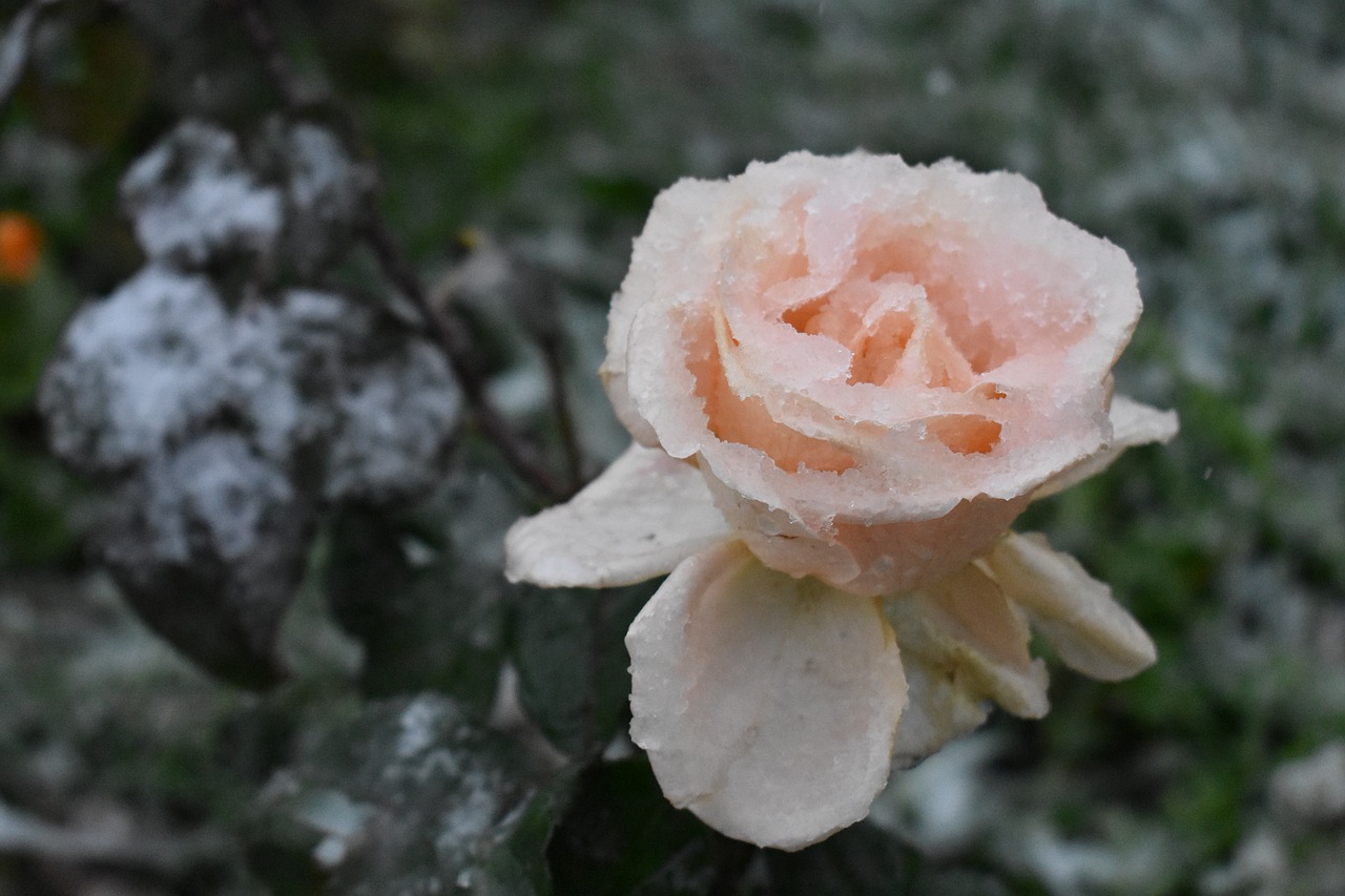 rose  cream  snow free photo