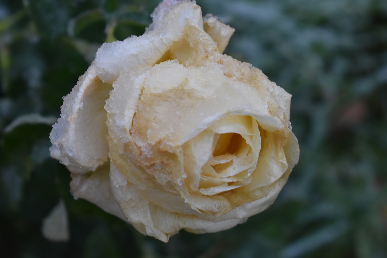 rose  cream  snow free photo