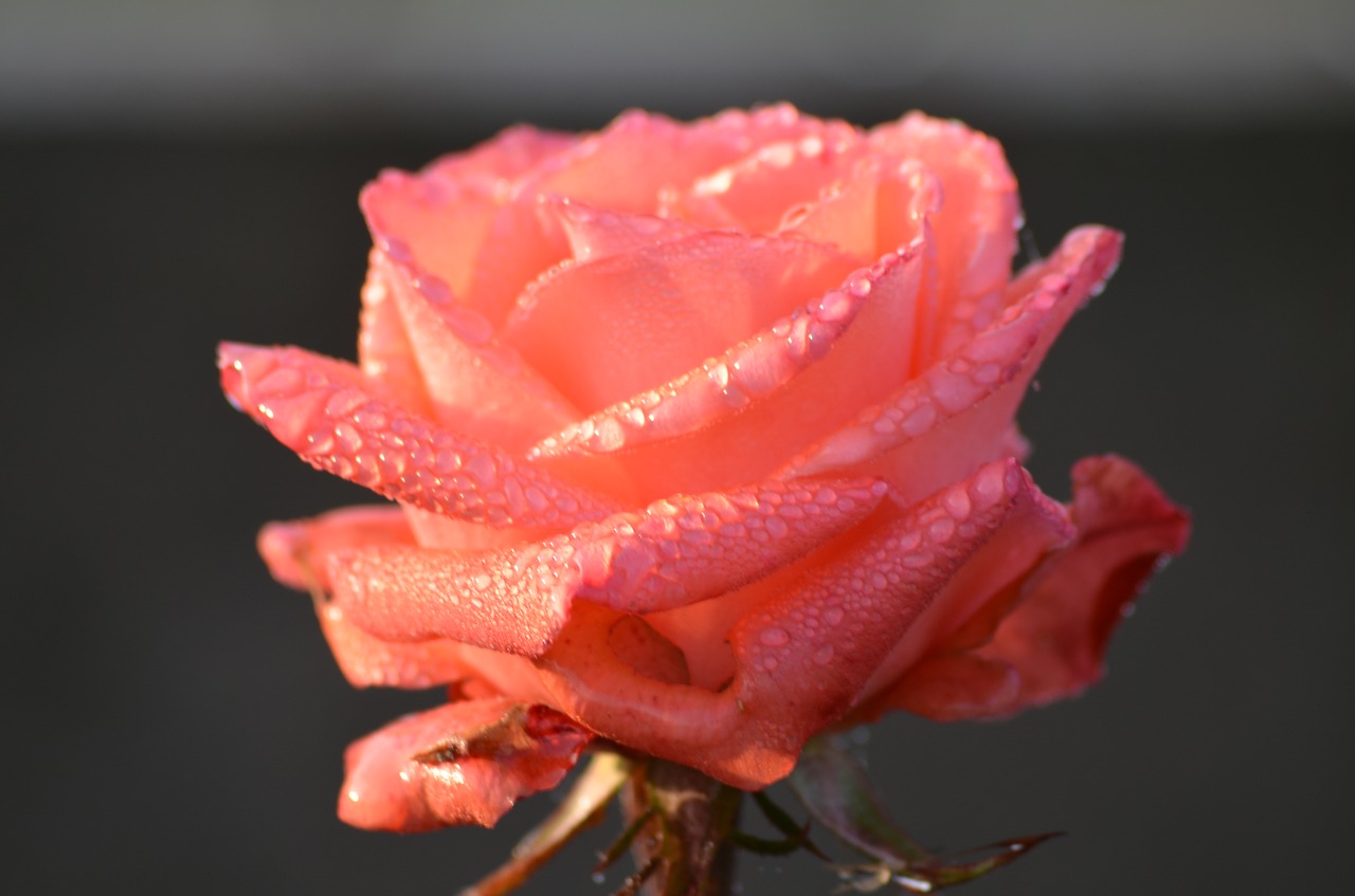 rose  rosa  morning free photo